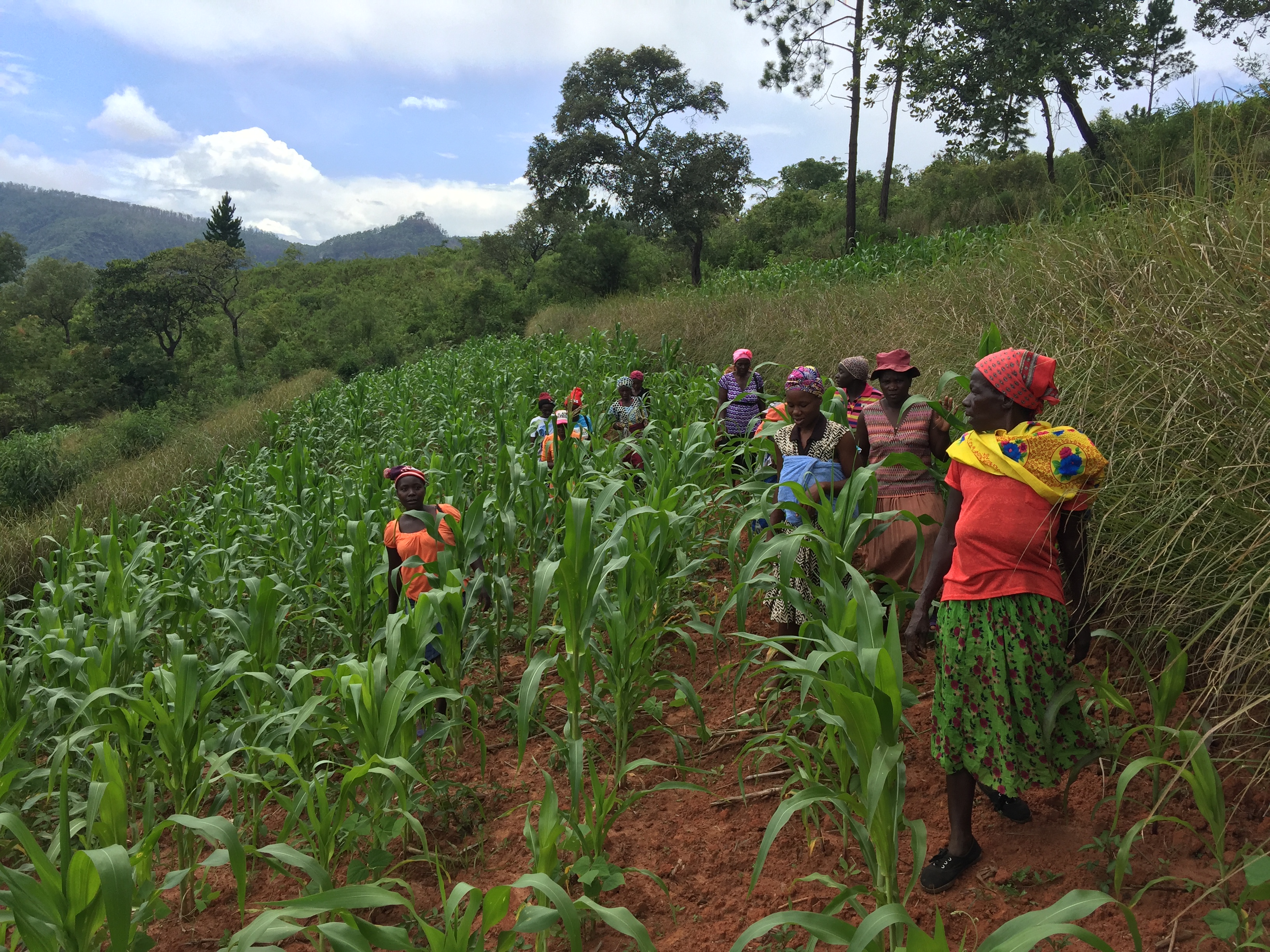 Zimbabwe maize between swales reinforced with vetiver grass